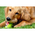 Cão dental natural do alimento para cães fácil digerir
